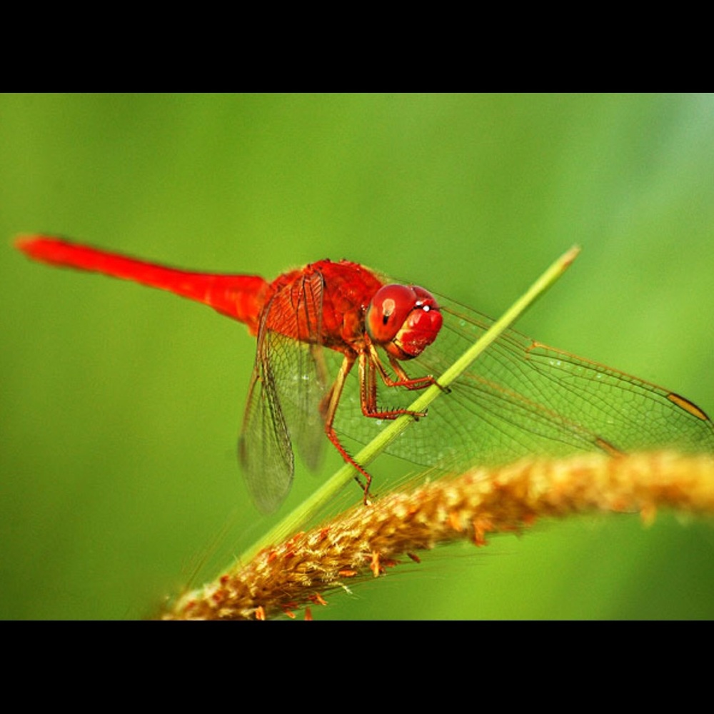 What condition is it in?